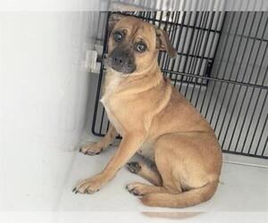 Pug-Unknown Mix Dogs for adoption in Houston, TX, USA