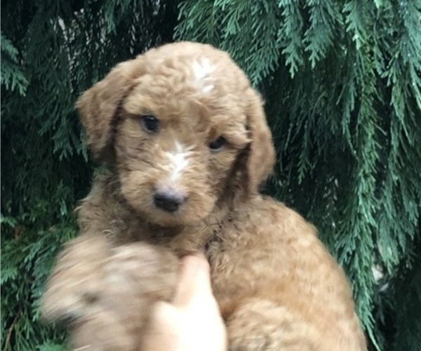 Medium Photo #2 Goldendoodle-Poodle (Miniature) Mix Puppy For Sale in ANDALUSIA, PA, USA