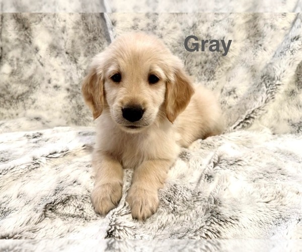 Medium Photo #1 Golden Retriever Puppy For Sale in ALEXANDER, AR, USA