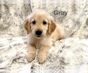 Golden Retriever Puppy for sale in ALEXANDER, AR, USA