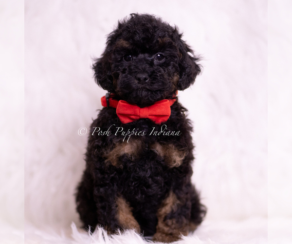 Medium Photo #3 Poodle (Toy) Puppy For Sale in WARSAW, IN, USA