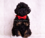 Small #2 Poodle (Toy)