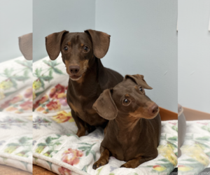 Jasper and Luna - Female Dachshund Dog for Adoption - Photo #2