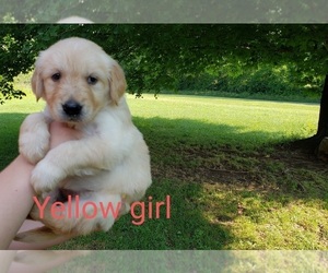 Golden Retriever Puppy for Sale in THAXTON, Virginia USA