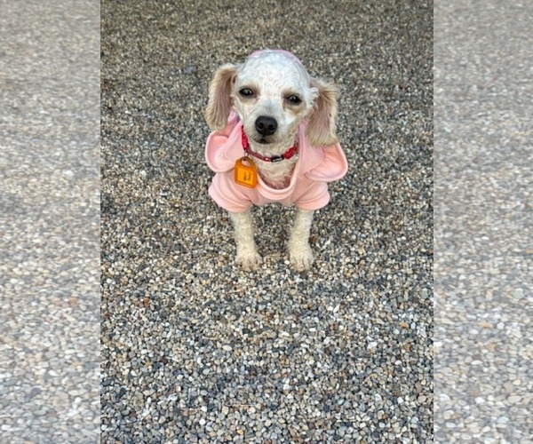 Medium Photo #1 Poodle (Toy) Puppy For Sale in Mukwonago, WI, USA