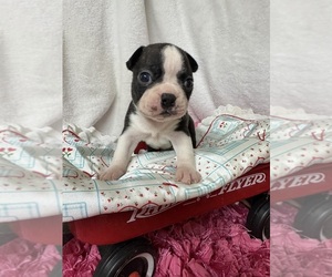 Boston Terrier Puppy for sale in FREDONIA, KS, USA