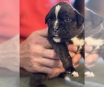Small #2 Boxer