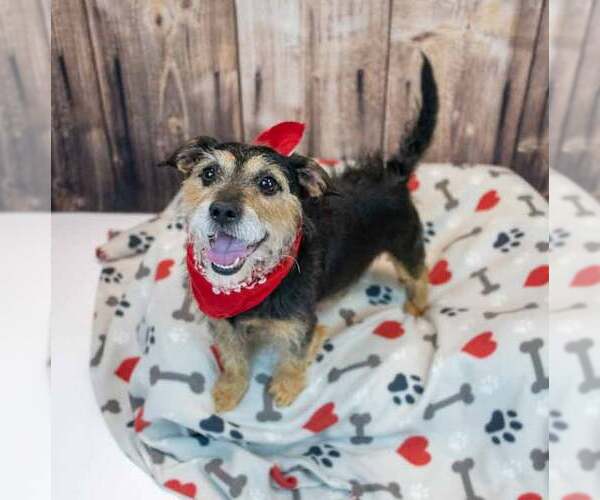 Medium Photo #2 Mutt Puppy For Sale in Kennesaw, GA, USA