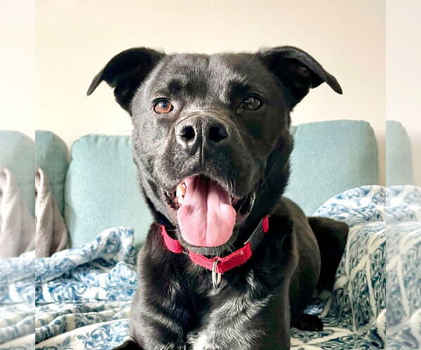 Medium Photo #9 Labrador Retriever-Unknown Mix Puppy For Sale in Canton, CT, USA