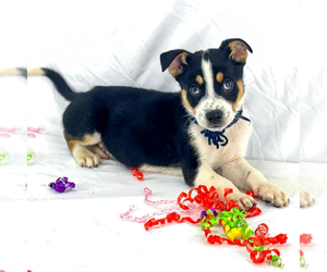 Mutt Dogs for adoption in Woodbury, NY, USA