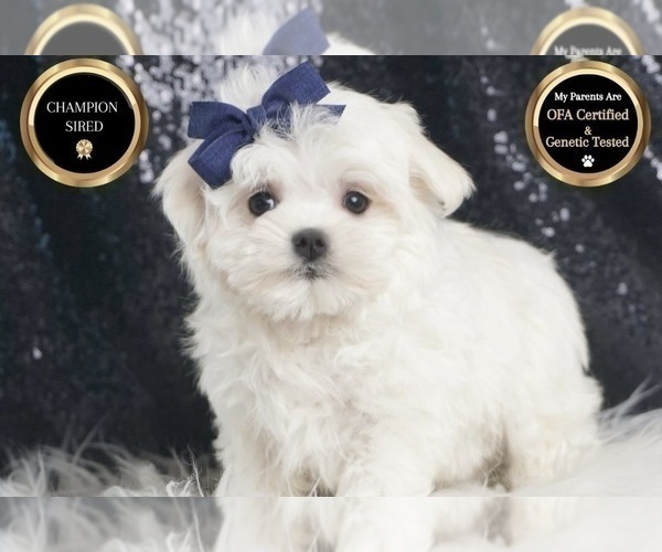 Medium Photo #8 Maltese Puppy For Sale in WARSAW, IN, USA