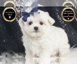 Small Photo #38 Maltese Puppy For Sale in WARSAW, IN, USA