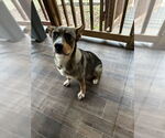 Small #7 Labrador Retriever Mix