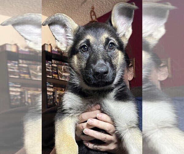 Medium Photo #2 German Shepherd Dog Puppy For Sale in SACRAMENTO, CA, USA
