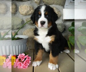 Medium Bernese Mountain Dog