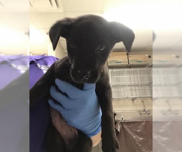 Medium Photo #1 Labrador Retriever Puppy For Sale in Conroe, TX, USA