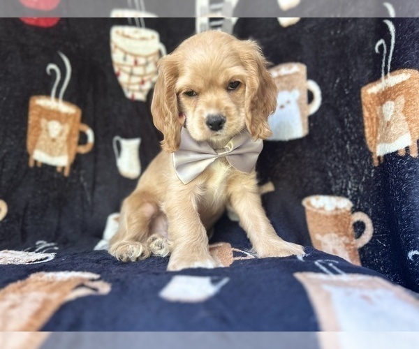 Medium Photo #2 Cocker Spaniel Puppy For Sale in LAKELAND, FL, USA