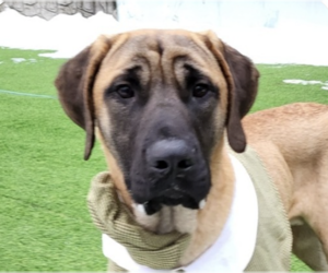 Mastiff-Unknown Mix Dogs for adoption in San Ramon, CA, USA