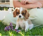 Puppy Kola Cavalier King Charles Spaniel