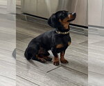 Small #3 Dachshund