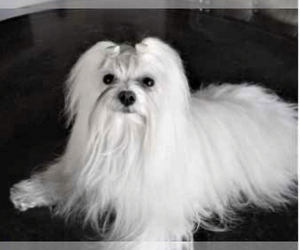 Father of the Maltese-Morkie Mix puppies born on 08/11/2025