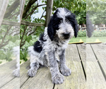 Small #1 Poodle (Standard)-Wirehaired Pointing Griffon Mix