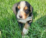 Small Photo #10 Bernese Mountain Dog Puppy For Sale in LEETONIA, OH, USA