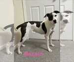Bessie - Female American Pit Bull Terrier-Staffordshire Bull Terrier Mix Dog for Adoption - Small photo