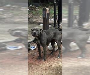 Mutt Dogs for adoption in Houston, TX, USA