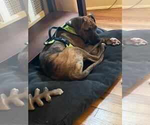 Bulldog-Unknown Mix Dogs for adoption in Tarrytown, GA, USA