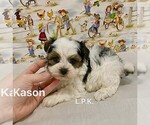 Image preview for Ad Listing. Nickname: Tiny Kason male