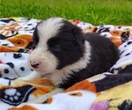 Small Photo #110 Border Collie Puppy For Sale in NORBORNE, MO, USA