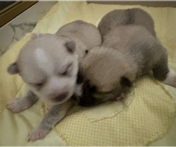 Medium Photo #165 Pomsky Puppy For Sale in LOVELAND, CO, USA