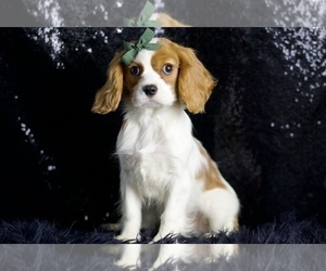 Medium Cavalier King Charles Spaniel