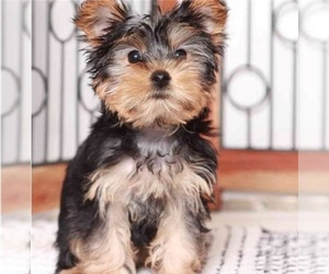 Yorkshire Terrier Puppy for sale in CHICAGO, IL, USA