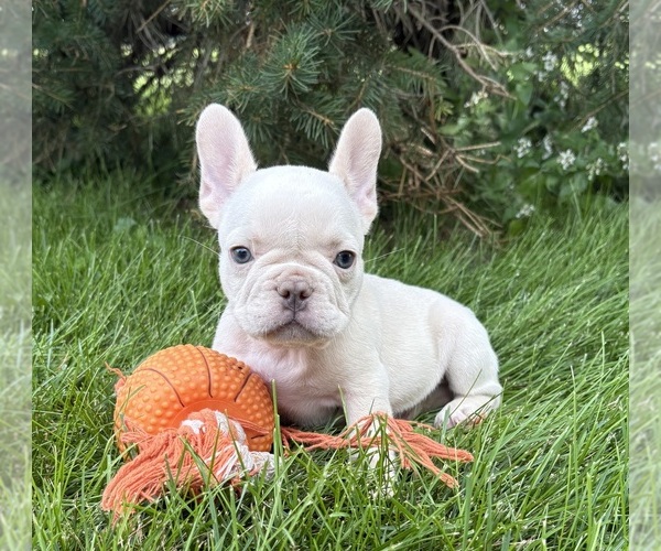 Medium Photo #3 French Bulldog Puppy For Sale in MIDDLEBURY, IN, USA