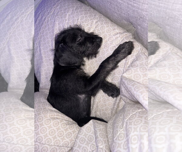 Medium Photo #5 Poodle (Miniature)-Unknown Mix Puppy For Sale in Valrico, FL, USA