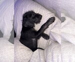 Small #4 Poodle (Miniature) Mix