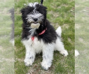Aussiedoodle Miniature  Puppy for sale in COLORADO SPRINGS, CO, USA