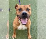 HERCULES - Male Mutt Dog for Adoption - Small photo