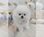 Small Photo #1 Pomeranian Puppy For Sale in Seoul, Seoul, Korea, South