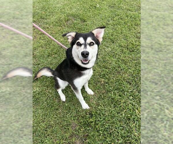 Medium Photo #2 Siberian Husky-Unknown Mix Puppy For Sale in Pasadena, TX, USA