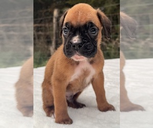 Boxer Puppy for sale in PAWNEE CITY, NE, USA