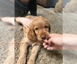 Small Photo #4 Cock-A-Poo-Goldendoodle Mix Puppy For Sale in CONCORD TWP, OH, USA