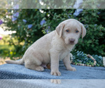 Small #1 Labrador Retriever