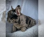 Small Photo #11 French Bulldog Puppy For Sale in PICKERINGTON, OH, USA