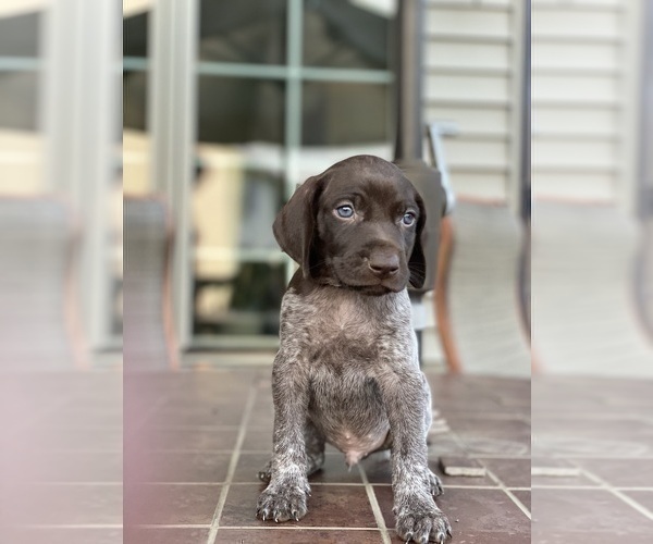 Medium Photo #2 German Shorthaired Pointer Puppy For Sale in ENOLA, PA, USA