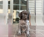Small Photo #2 German Shorthaired Pointer Puppy For Sale in ENOLA, PA, USA