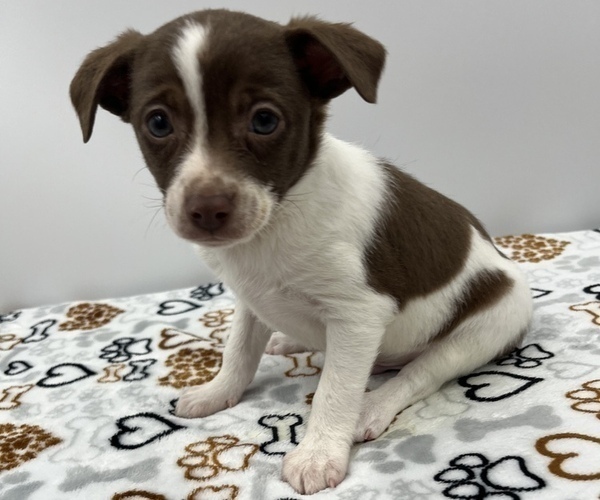 Medium Photo #3 Jack Chi Puppy For Sale in SAINT AUGUSTINE, FL, USA