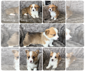 Pembroke Welsh Corgi Litter for sale in BAYTOWN, TX, USA